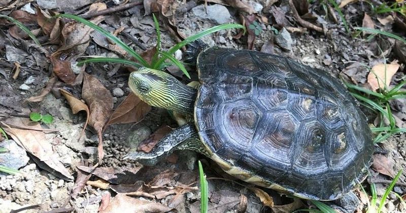 飼養斑龜新手飼主須知 寵物板 Popdaily 波波黛莉