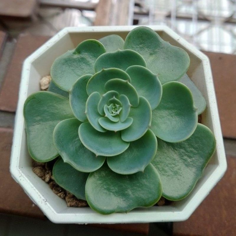 把握生長季的尾聲 多肉植物修根 換盆 七福神示範 寵物板 Popdaily 波波黛莉