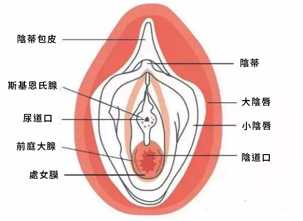 破處會流多少血-破處-第一次沒流血