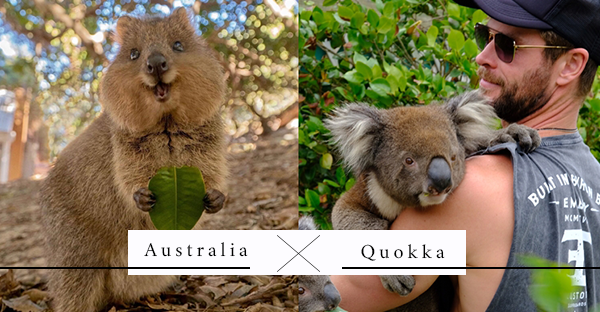 世界上最快樂的動物「Quokka短尾矮袋鼠」，連雷神索爾都被牠的天使笑容給征服！