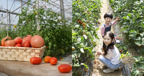 「冬。田園季節採果閒趣」捷絲旅宜蘭礁溪館住房專案，享受原始農田氣息