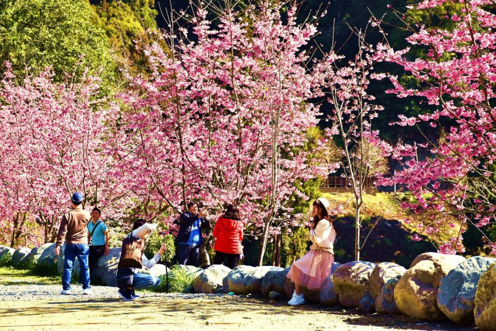 【南投】週末賞櫻！杉林溪粉紅「椿寒櫻」滿山滿谷大爆發，加碼螢火蟲免費導覽，漫步山林呼吸芬多精，這個行程超愜意，一年一度粉紅場景一定要朝聖