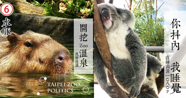 可愛動物集體參選！臺北市立動物園「防疫發表會」，超萌政見簡直廢到笑