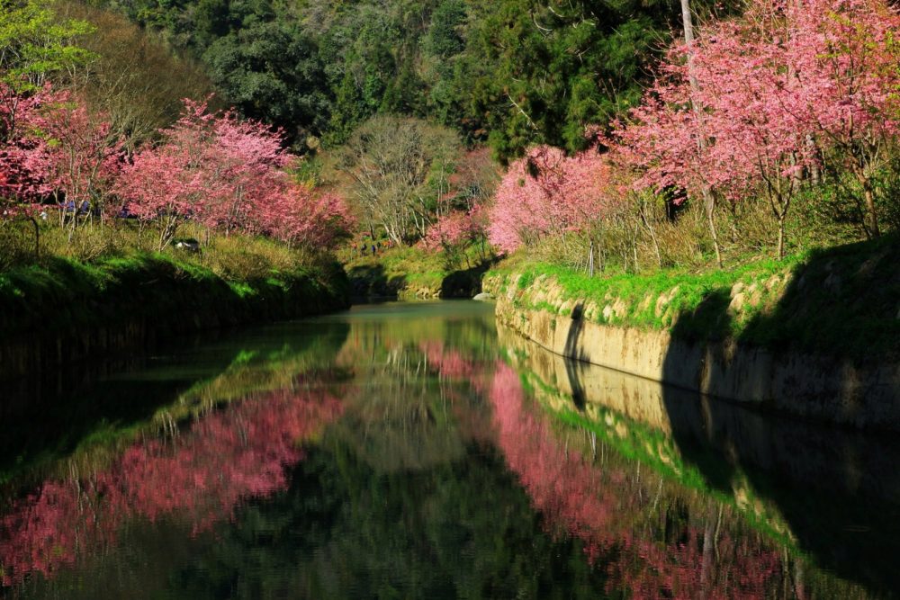 【南投】週末賞櫻！杉林溪粉紅「椿寒櫻」滿山滿谷大爆發，加碼螢火蟲免費導覽，漫步山林呼吸芬多精，這個行程超愜意，一年一度粉紅場景一定要朝聖