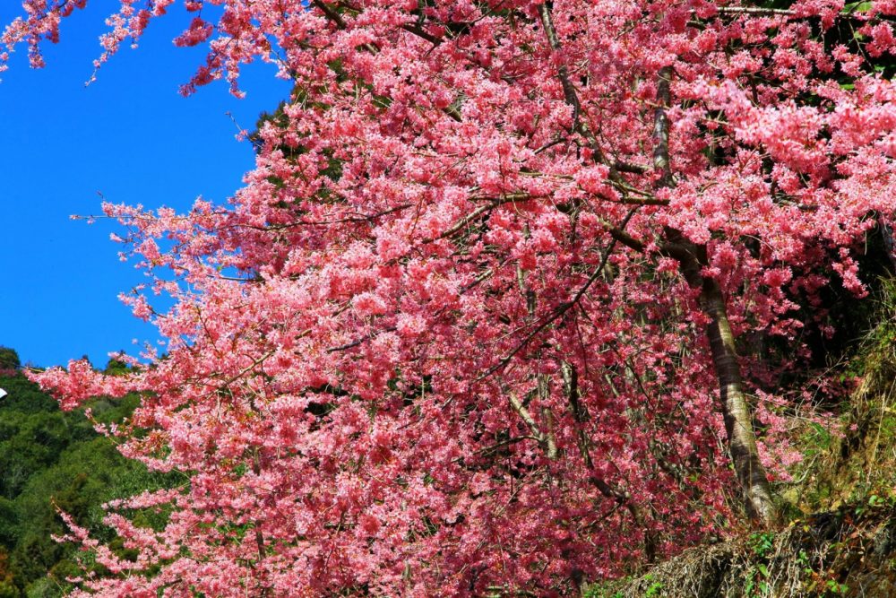 【南投】週末賞櫻！杉林溪粉紅「椿寒櫻」滿山滿谷大爆發，加碼螢火蟲免費導覽，漫步山林呼吸芬多精，這個行程超愜意，一年一度粉紅場景一定要朝聖