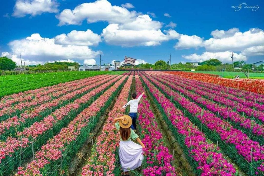 母親節最應景康乃馨、金針花海！帶媽媽玩遍花草系彰化景點