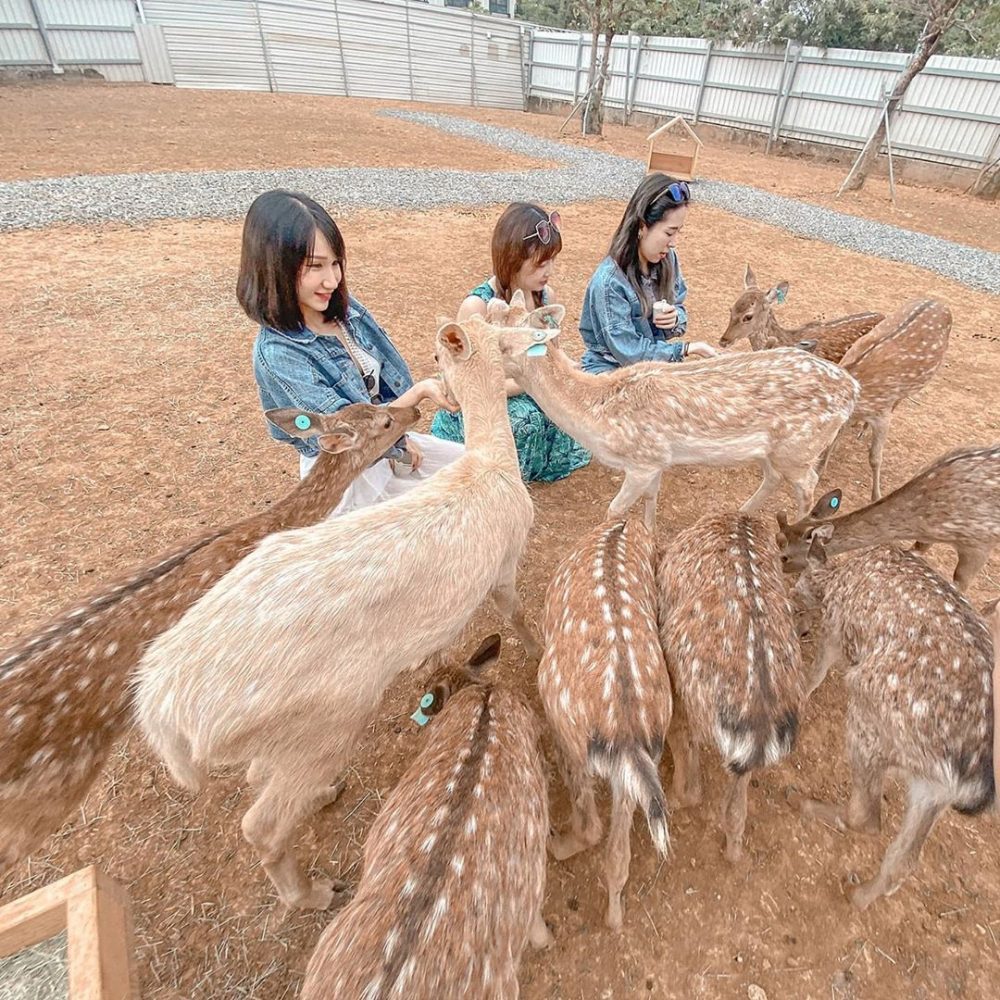 沒去過日本奈良沒關係！盤點全台6個「台版奈良」梅花鹿景點