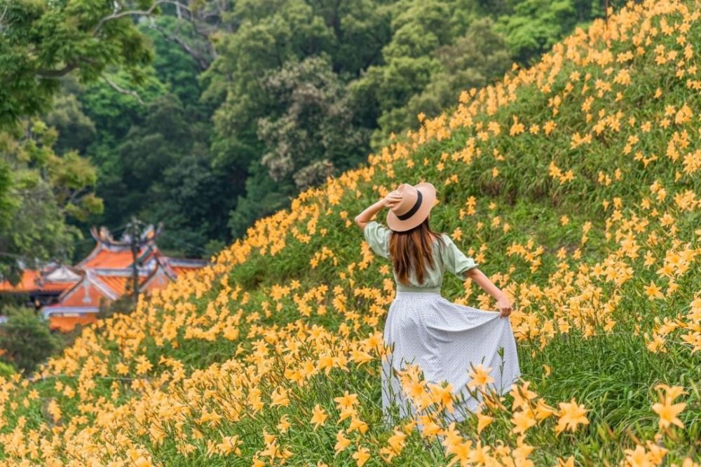 母親節最應景康乃馨、金針花海！帶媽媽玩遍花草系彰化景點