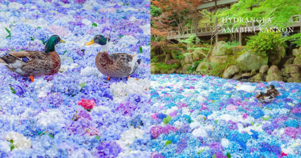 超夢幻繡球花地毯！日本隱藏景點「雨引觀音」，水上繡球花美到你想入水