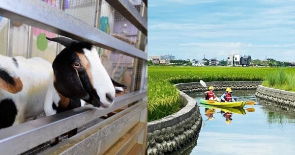 捷絲旅宜蘭礁溪館「沁涼夏水祭」於稻浪中划動船槳，和水鹿親切互動！