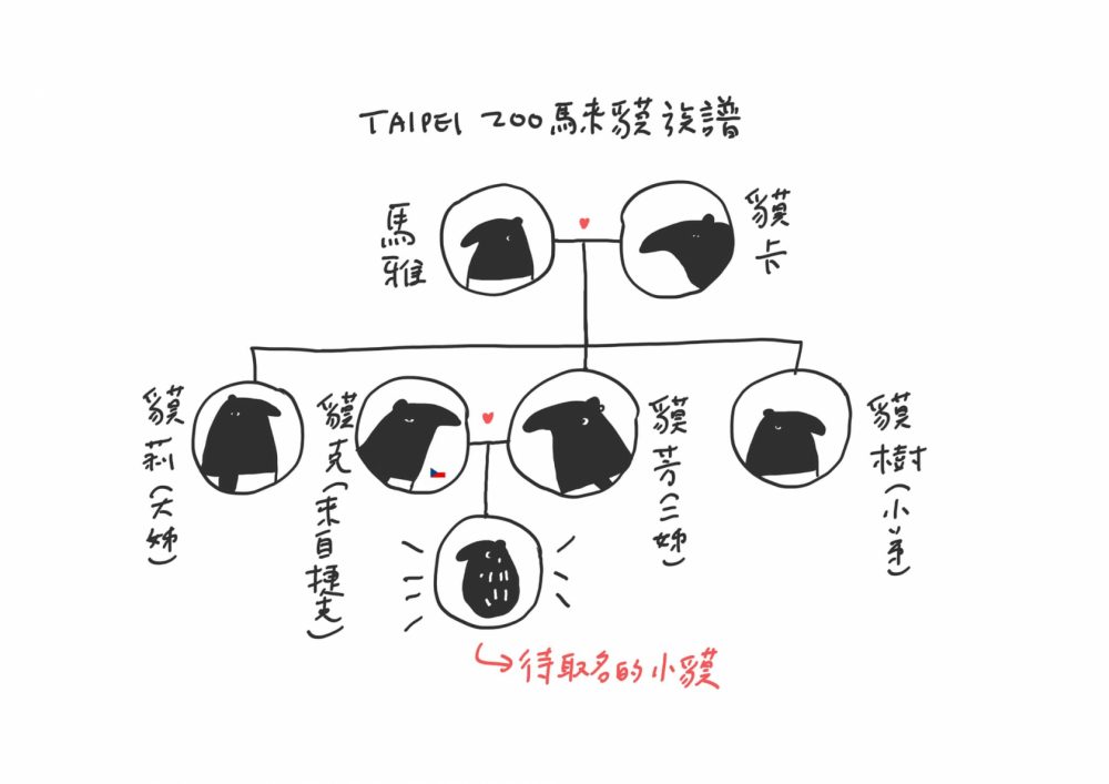 臺北動物園「馬來貘寶寶」掀命名熱潮，插畫家Cherng搶當乾爹！