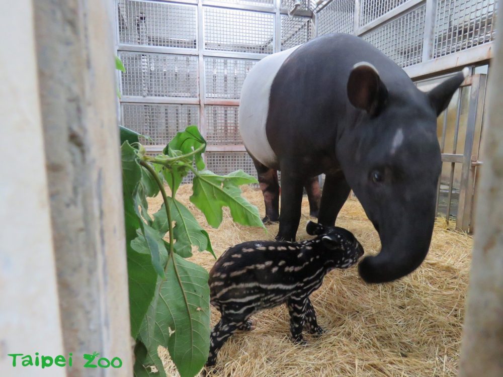 臺北動物園「馬來貘寶寶」掀命名熱潮，插畫家Cherng搶當乾爹！