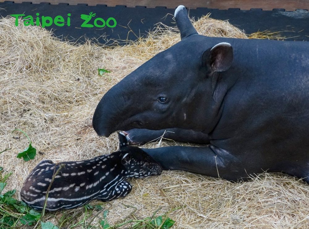 臺北動物園「馬來貘寶寶」掀命名熱潮，插畫家Cherng搶當乾爹！