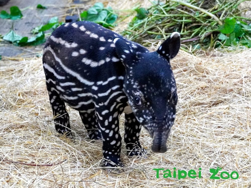 臺北動物園「馬來貘寶寶」掀命名熱潮，插畫家Cherng搶當乾爹！