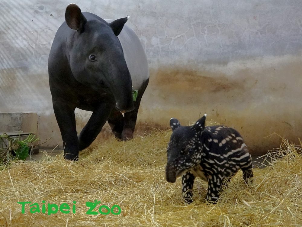 臺北動物園「馬來貘寶寶」掀命名熱潮，插畫家Cherng搶當乾爹！