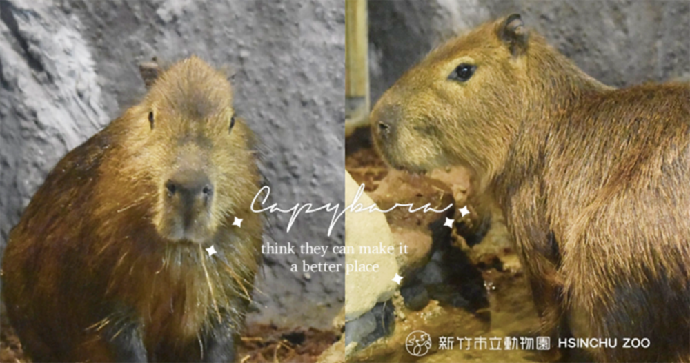 不用飛日本！萌萌水豚君入住「新竹動物園」，週末就出發搶先朝聖吧！