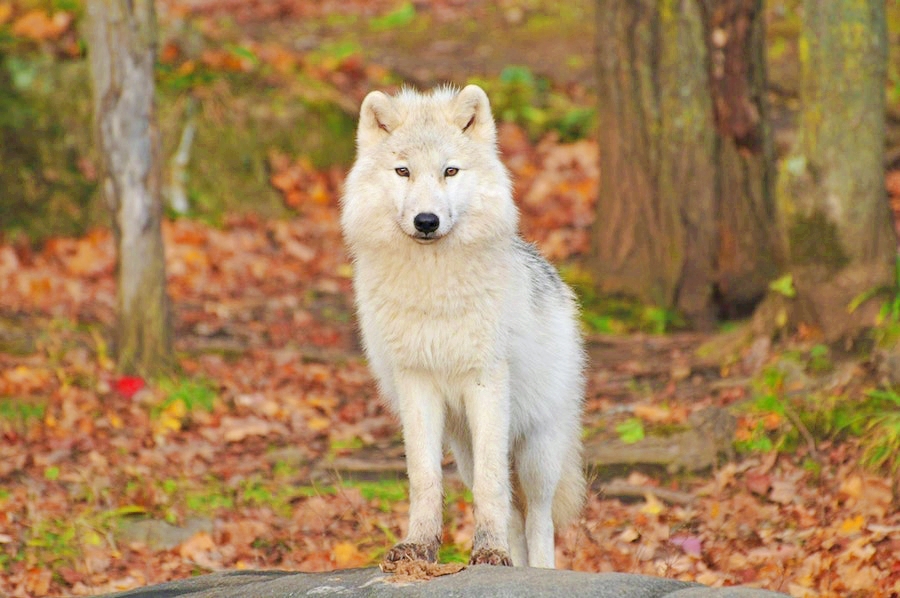 【心理測驗】五種動物選一種結伴旅行，測出你未來伴侶的性格優缺點！