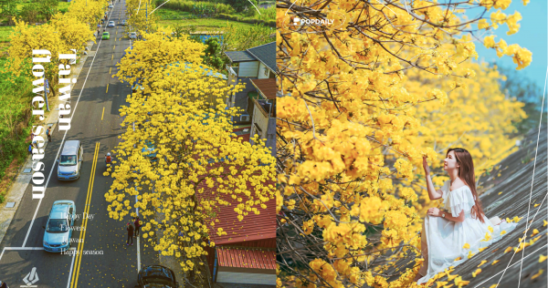 【期間限定】中南部黃花風鈴木爆炸盛開！抓緊全台賞花期，一起來漫步黃金隧道