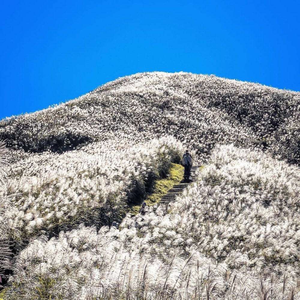 芒草季景點推薦-燦光寮山