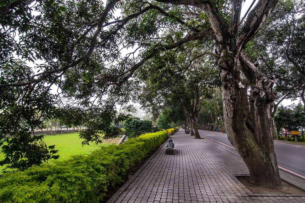 古坑綠色隧道景觀公園